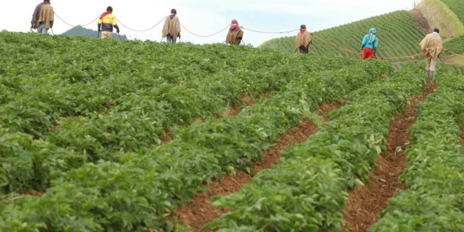 Para la reforma agraria, “no podemos quedarnos solo con la oferta de Fedegán”: Mingricultura