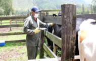 Avanza la vacunación contra fiebre aftosa en la frontera con Venezuela