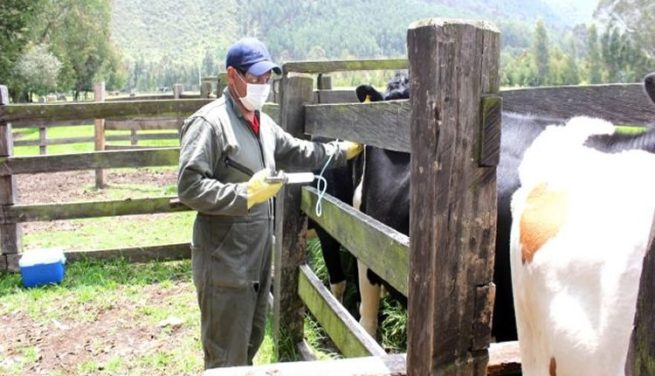 Avanza la vacunación contra fiebre aftosa en la frontera con Venezuela