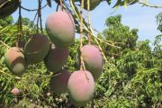 El ICA capacitó a productores de mango, achiote y cacao en certificación de buenas prácticas agrícolas en La Guajira