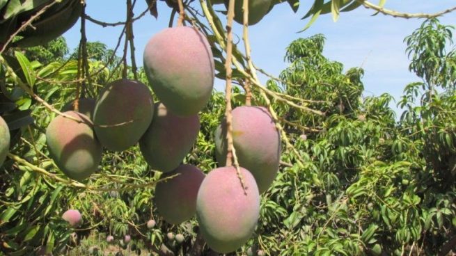 El ICA capacitó a productores de mango, achiote y cacao en certificación de buenas prácticas agrícolas en La Guajira