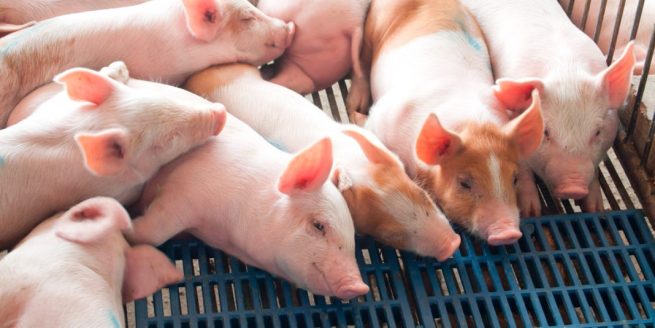 La carne porcina colombiana podrá ser exportada al mercado cubano