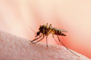 Procuraduría exhortó a entidades territoriales adoptar las medidas para prevenir transmisión del dengue