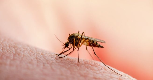 Procuraduría exhortó a entidades territoriales adoptar las medidas para prevenir transmisión del dengue