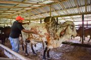 Arrancó tercera fase del diagnóstico reproductivo en toros para pequeños y medianos ganaderos del Cesar