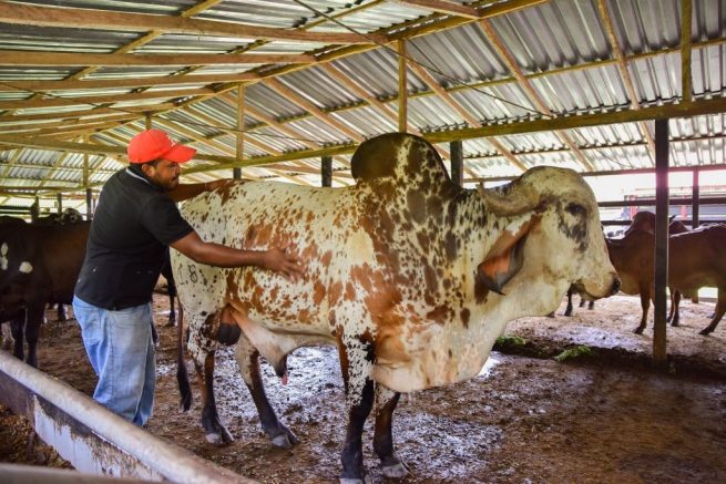 Arrancó tercera fase del diagnóstico reproductivo en toros para pequeños y medianos ganaderos del Cesar