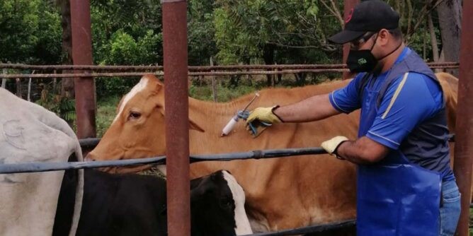 Ciclo adicional contra fiebre aftosa en zonas de frontera con Venezuela logró el 99,2 % de cobertura