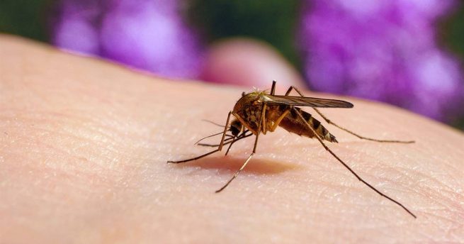 Venezuela anuncia un refuerzo al cerco epidemiológico contra la malaria