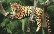 Corpoguajira atiende llamado de la comunidad por presunta presencia de un felino en Villanueva, La Guajira