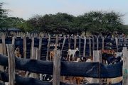 El ICA visitó comunidades indígenas de Uribia, en La Guajira, para realizar el registro sanitario de predios pecuarios