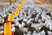 Profesionales del ICA se capacitan en evaluación del bienestar animal en aves de corral