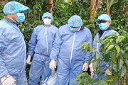 El ICA realizó vigilancia fitosanitaria en 200 predios en la frontera con Venezuela para disminuir el riesgo de Fusarium Raza 4 Tropical