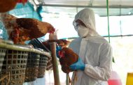 Colombia erradica la totalidad de los focos de influenza aviar