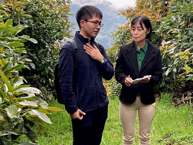 En Colombia, Japón hizo auditoría para ampliar número de predios exportadores de aguacate hass
