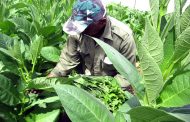 La OMS insta a los gobiernos a dejar de subvencionar los mortíferos cultivos de tabaco