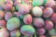 Pueblo indígena kankuamo llevar’ mango tipo Tommy hacía Macfrut 2023 en Italia