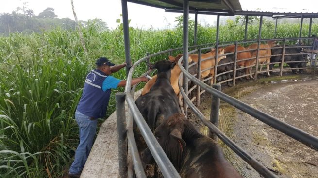 En solo 7 días de inicio del primer ciclo contra fiebre aftosa, Colombia vacunó 2,9 millones de animales