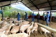 El ICA inició la validación de la Metodología de Evaluación en Bienestar Animal, aplicada en ovinos y caprinos