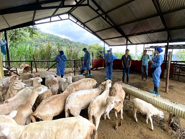 El ICA inició la validación de la Metodología de Evaluación en Bienestar Animal, aplicada en ovinos y caprinos