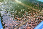 ICA confirma importación de 400 mil dosis de vacuna para tilapia con el fin de enfrentar bacteria en peces de cultivo