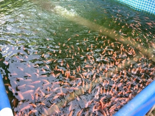 ICA confirma importación de 400 mil dosis de vacuna para tilapia con el fin  de enfrentar bacteria en peces de cultivo - Maravilla Stereo