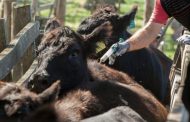 En cinco días inicia el ciclo de vacunación contra fiebre aftosa en Colombia