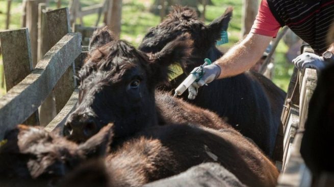 En cinco días inicia el ciclo de vacunación contra fiebre aftosa en Colombia