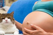 Cómo afecta la toxoplasmosis a las mujeres embarazadas y a sus bebés