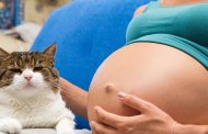 Cómo afecta la toxoplasmosis a las mujeres embarazadas y a sus bebés