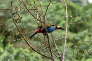 Colombia cuenta con una nueva Estrategia Nacional para la Conservación de las Aves
