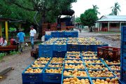 Emulsión a base de eucalipto, limonaria y tomillo controlaría enfermedad del mango, sobre en Cesar