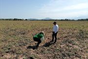 El ICA realizó la verificación a los procesos de destrucción de soca de algodón en Cesar