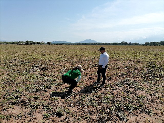 El ICA realizó la verificación a los procesos de destrucción de soca de algodón en Cesar