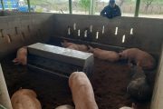 Visitas a explotaciones porcinas en predios de frontera en La Guajira