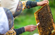 Conforman primer comité para el manejo de abejas en las áreas urbana y rural de Maicao