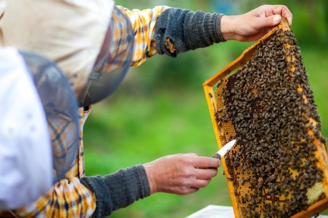 Conforman primer comité para el manejo de abejas en las áreas urbana y rural de Maicao