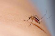 En 2023, en Colombia se han registrado 52.586 casos de dengue, según Minsalud; van 29 muertes