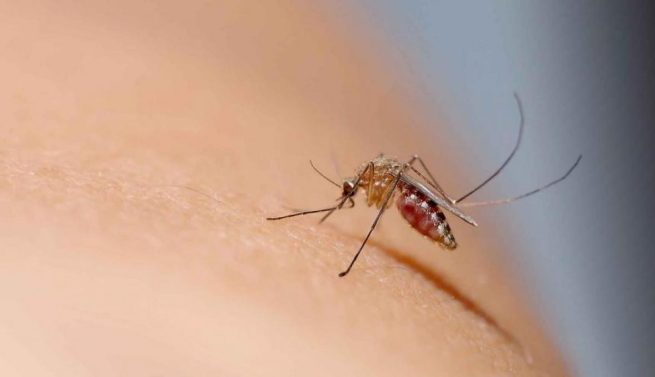 En 2023, en Colombia se han registrado 52.586 casos de dengue, según Minsalud; van 29 muertes