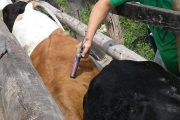 Se ha vacunado contra fiebre aftosa el 51 % del hato bovino del país