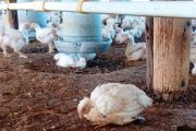 El ICA interviene en nuevo foco de influenza aviar en aves silvestres
