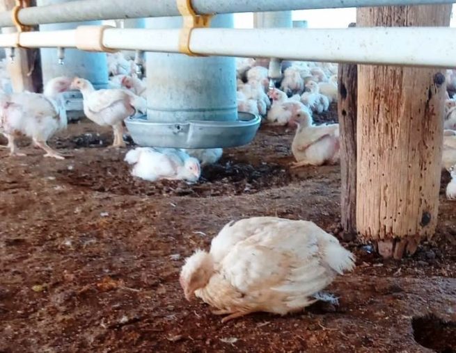 El ICA interviene en nuevo foco de influenza aviar en aves silvestres