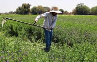ADR, presente vitrina agropecuaria en Bogotá; Allí, estará el Cesar