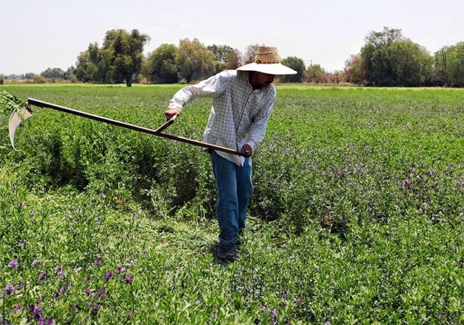 ADR, presente vitrina agropecuaria en Bogotá; Allí, estará el Cesar