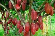 Avanzan en la renovación de hectáreas improductivas de cacao