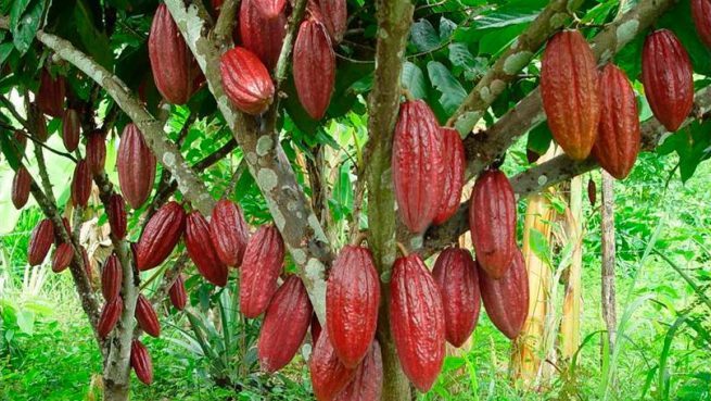 Avanzan en la renovación de hectáreas improductivas de cacao