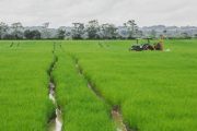 Expiden resolución que reglamenta el incentivo al manejo de excedentes de cosecha de arroz