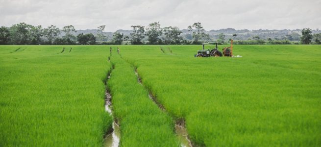 Expiden resolución que reglamenta el incentivo al manejo de excedentes de cosecha de arroz