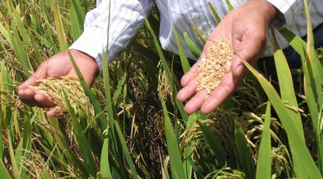 Induarroz y Finagro definirán ruta para aliviar costos financieros que aquejan el sector