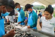 Inició vacunación contra bacteria que afecta los cultivos de tilapia en el país