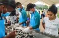 Inició vacunación contra bacteria que afecta los cultivos de tilapia en el país